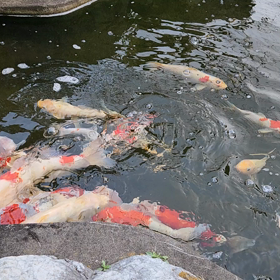 鯉の画像