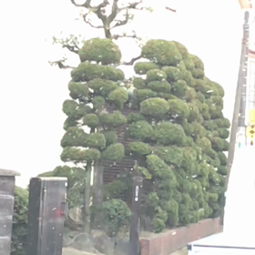 雪雪の画像