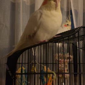 オカメインコの画像