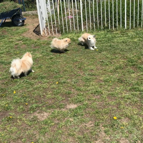 小型犬幼稚園の画像