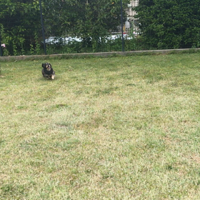 小型犬幼稚園の画像