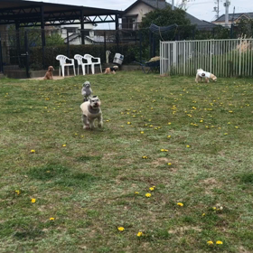 小型犬幼稚園の画像