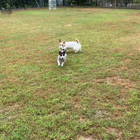 小型犬幼稚園の画像