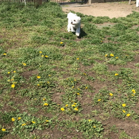 小型犬幼稚園の画像