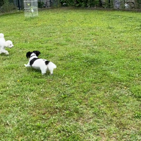 小型犬幼稚園の画像