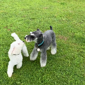 小型犬幼稚園の画像
