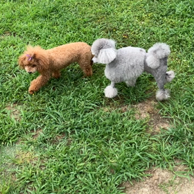 小型犬幼稚園の画像