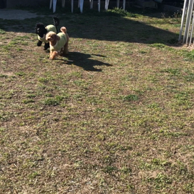 小型犬幼稚園の画像