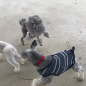 小型犬幼稚園の画像