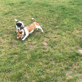小型犬幼稚園の画像