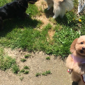 小型犬幼稚園の画像