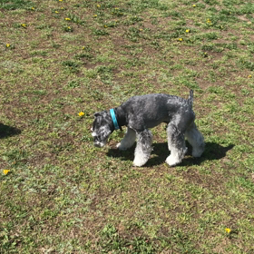 小型犬幼稚園の画像