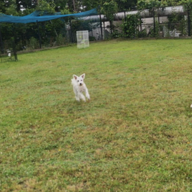 小型犬幼稚園の画像