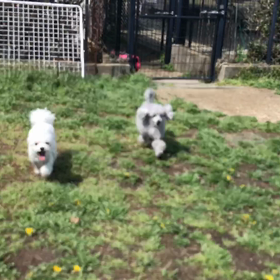 小型犬幼稚園の画像