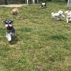小型犬幼稚園の画像