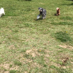 小型犬幼稚園の画像