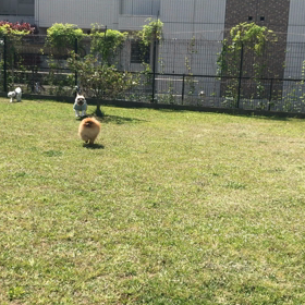 小型犬幼稚園の画像