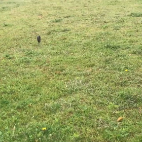 小型犬幼稚園の画像