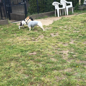 小型犬幼稚園の画像