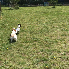 小型犬幼稚園の画像