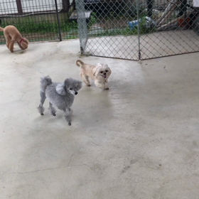小型犬幼稚園の画像