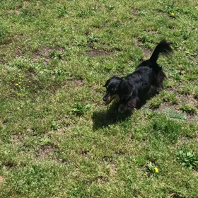 小型犬幼稚園の画像