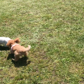 小型犬幼稚園の画像