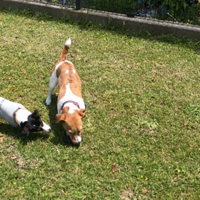 小型犬幼稚園の画像
