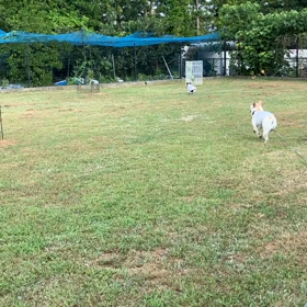 小型犬幼稚園の画像