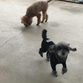 小型犬幼稚園の画像