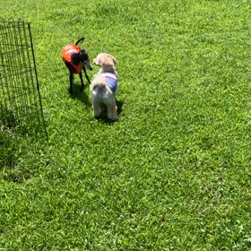 小型犬幼稚園の画像