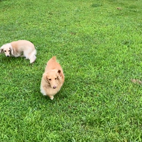 小型犬幼稚園の画像