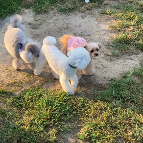 小型犬幼稚園の画像