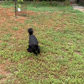 小型犬幼稚園の画像