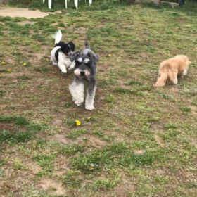 小型犬幼稚園の画像