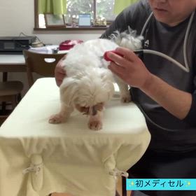 初メディセルの画像