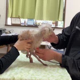 メディセルケアの画像