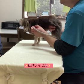 初めてのメディセルケアの画像
