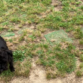小型犬幼稚園の画像