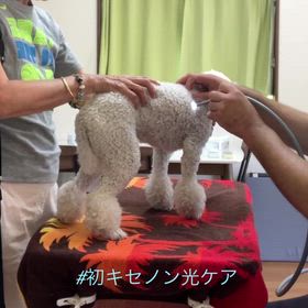 初キセノン光の画像