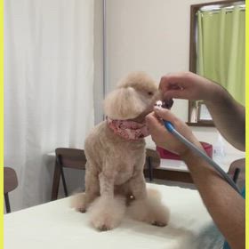 キセノン光ケアの画像