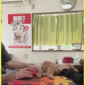 メディセル筋膜リリースの画像