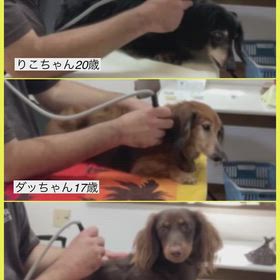 ダックス兄妹のケアの画像