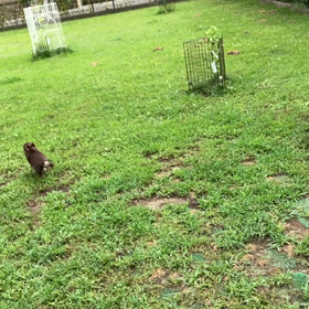 小型犬幼稚園の画像