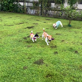 小型犬幼稚園の画像