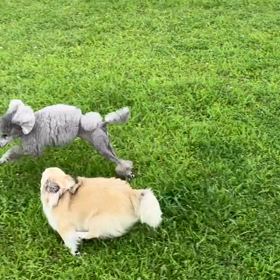 小型犬幼稚園の画像