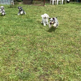 小型犬幼稚園の画像