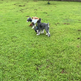 小型犬幼稚園の画像