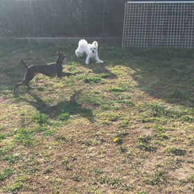 小型犬幼稚園の画像