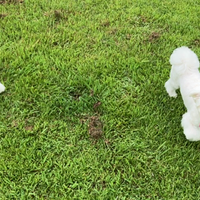 小型犬幼稚園の画像